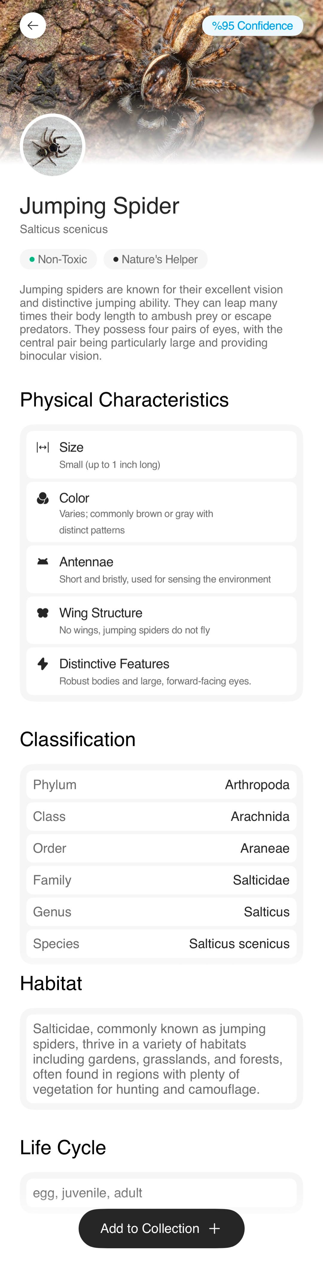 Jumping Spider Information